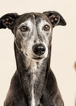 June, senior comfort editor